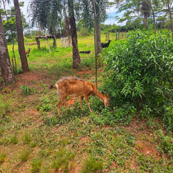 De kennis van zelfvoorzienend leven wordt in Paraguay overgeleverd van generatie op generatie, zoals hoe kan je je eigen vee houden