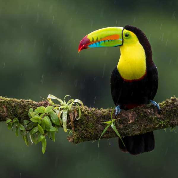 Costa Rica telt 12 klimaatzones en heeft prachtige nationale parken